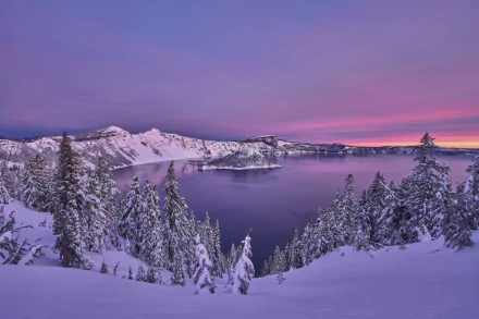 Snow-covered trees surround Crater Lake at dawn, showcasing a serene winter scene with soft purple and pink hues in this 4K Ultra HD nature landscape.