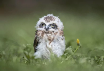  Cute Baby Owl on Grass