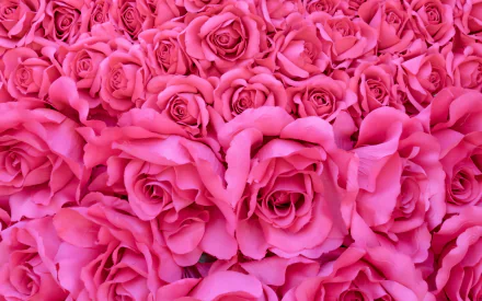  Pink Roses