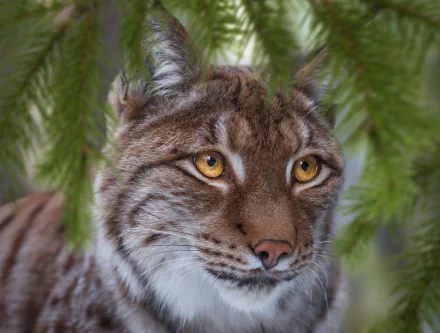 Close-up of a lynx framed by green fir branches, golden eyes focused — 2K Quad HD PC desktop wallpaper and background.