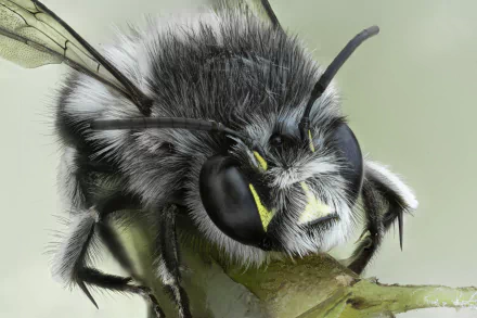 Animal bumblebee HD Desktop Wallpaper | Background Image
