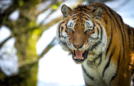 roar Animal tiger HD Desktop Wallpaper | Background Image