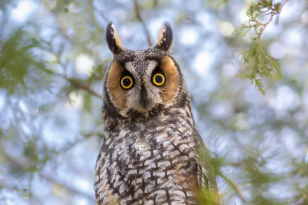 long eared owl bird Animal owl HD Desktop Wallpaper | Background Image