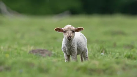 baby animal lamb Animal sheep HD Desktop Wallpaper | Background Image