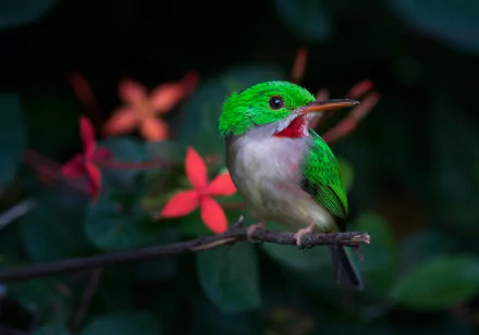Cuban tody bird (animal) perched on a branch among red flowers in dark foliage — 2K Quad HD PC desktop wallpaper background