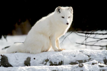 Animal arctic fox HD Desktop Wallpaper | Background Image