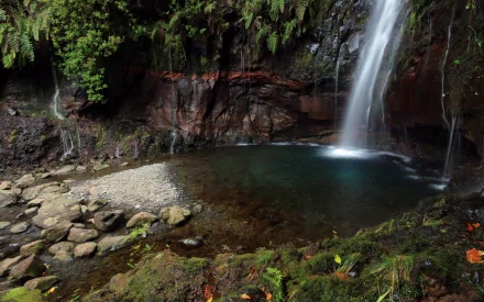 A tranquil HD wallpaper of a forest waterfall cascading into a clear pool, surrounded by ferns and rocks, showcasing the serene beauty of nature.