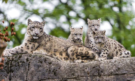HD desktop wallpaper featuring a snow leopard cub family resting on a rock with a lush green background.