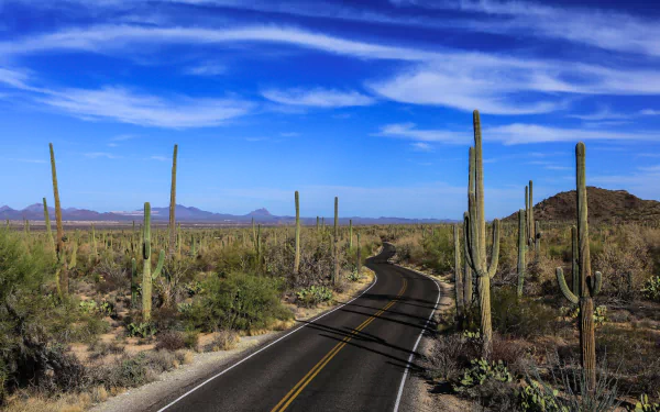 A winding road cuts through a desert landscape dotted with tall cacti under a vibrant blue sky, captured in a sharp HD desktop wallpaper.