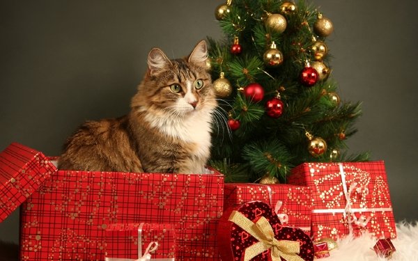 Animal Cat Christmas Gift HD Wallpaper | Background Image