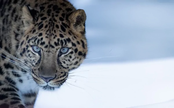 amur leopard Animal leopard HD Desktop Wallpaper | Background Image