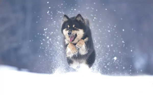 dog snow winter Animal alaskan malamute winter animals HD Desktop Wallpaper | Background Image