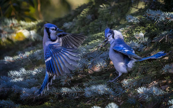  Two Male Blue Jays