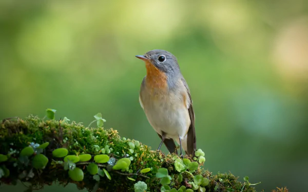 passerine bird Animal Flycatcher HD Desktop Wallpaper | Background Image