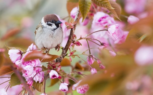 Animal Sparrow Birds Passerines Nature Branch Bird Blossom HD Wallpaper | Background Image