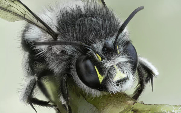 Animal bumblebee HD Desktop Wallpaper | Background Image