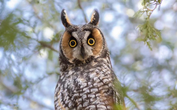 long eared owl bird Animal owl HD Desktop Wallpaper | Background Image