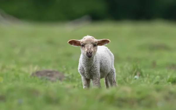 baby animal lamb Animal sheep HD Desktop Wallpaper | Background Image