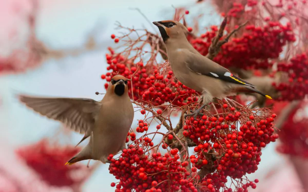rowan berry bird Animal waxwing HD Desktop Wallpaper | Background Image
