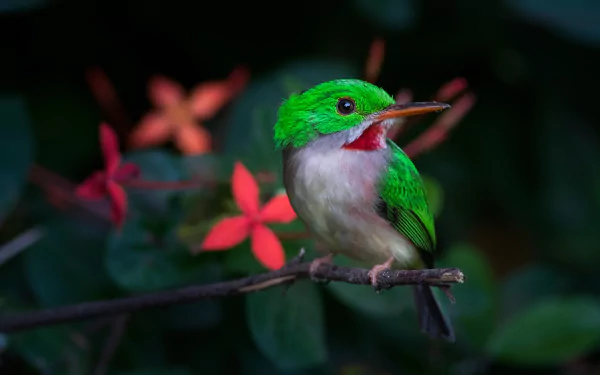Cuban tody bird (animal) perched on a branch among red flowers in dark foliage — 2K Quad HD PC desktop wallpaper background