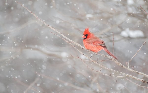 Animal Cardinal Birds Passerines Bird HD Wallpaper | Background Image