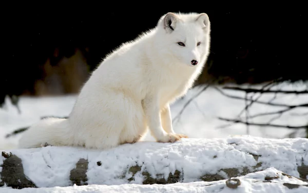 Animal arctic fox HD Desktop Wallpaper | Background Image