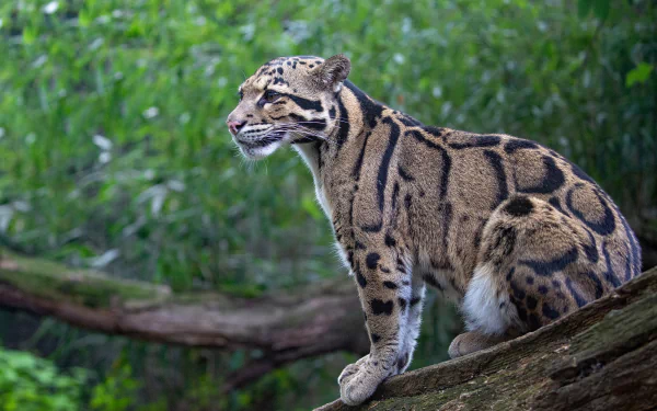 HD desktop wallpaper of a clouded leopard perched on a tree branch against a lush green forest background.