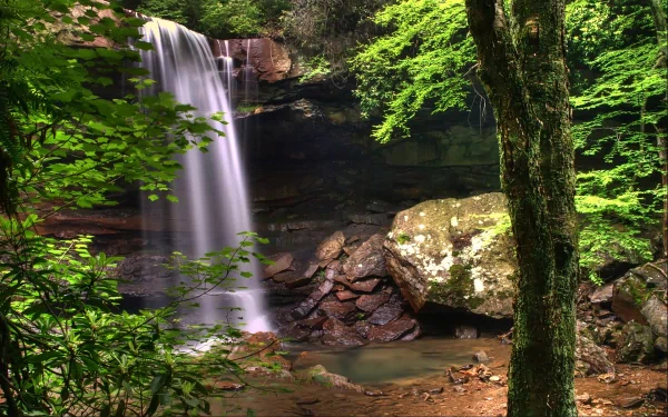 A serene waterfall cascades into a rocky pool surrounded by lush ferns and dense forest in Pennsylvania, captured in vibrant HD for a desktop wallpaper.