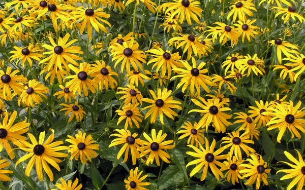 A vibrant field of black-eyed Susan yellow flowers captured in high definition, showcasing nature's bright beauty in a desktop wallpaper background.