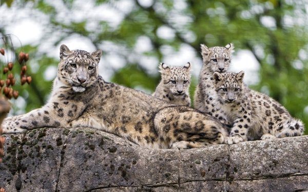 Animal Snow Leopard Cats Cub HD Wallpaper | Background Image