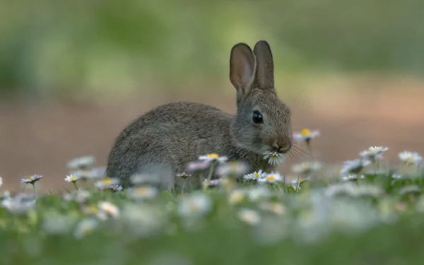 chamomile Animal hare HD Desktop Wallpaper | Background Image