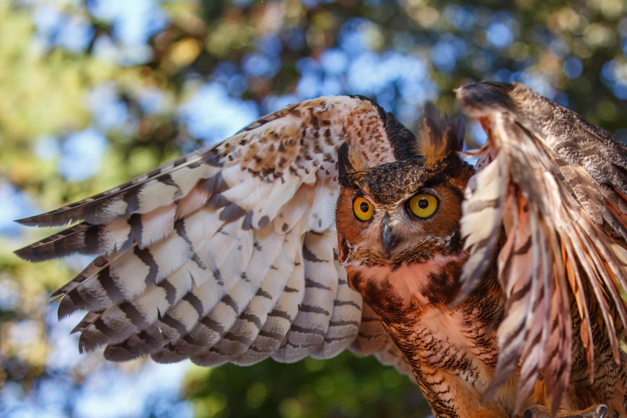 Eagle Owl Spreading Its Wings - HooDoo Wallpaper