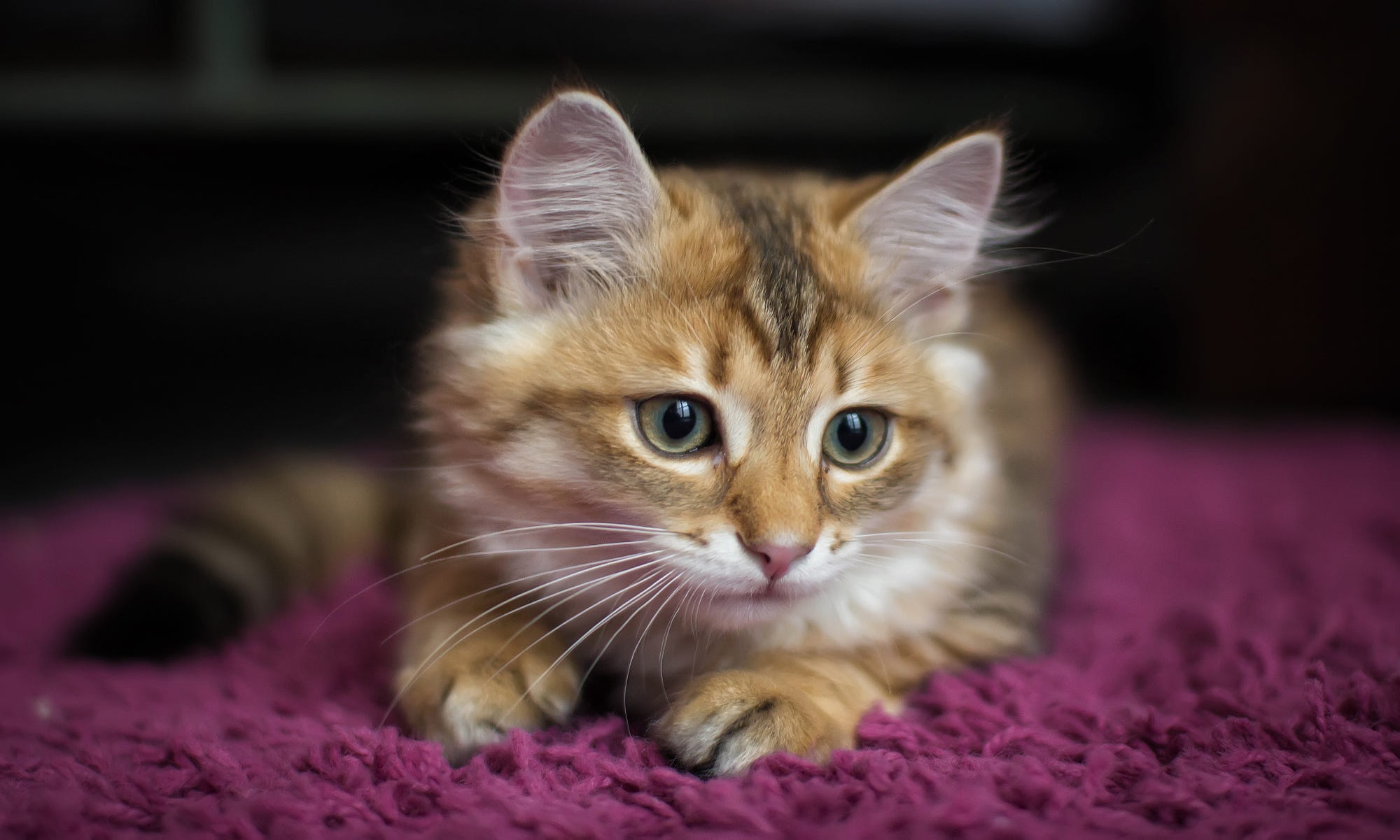 Kitten on a fluffy  pink  rug HD Wallpaper Background 