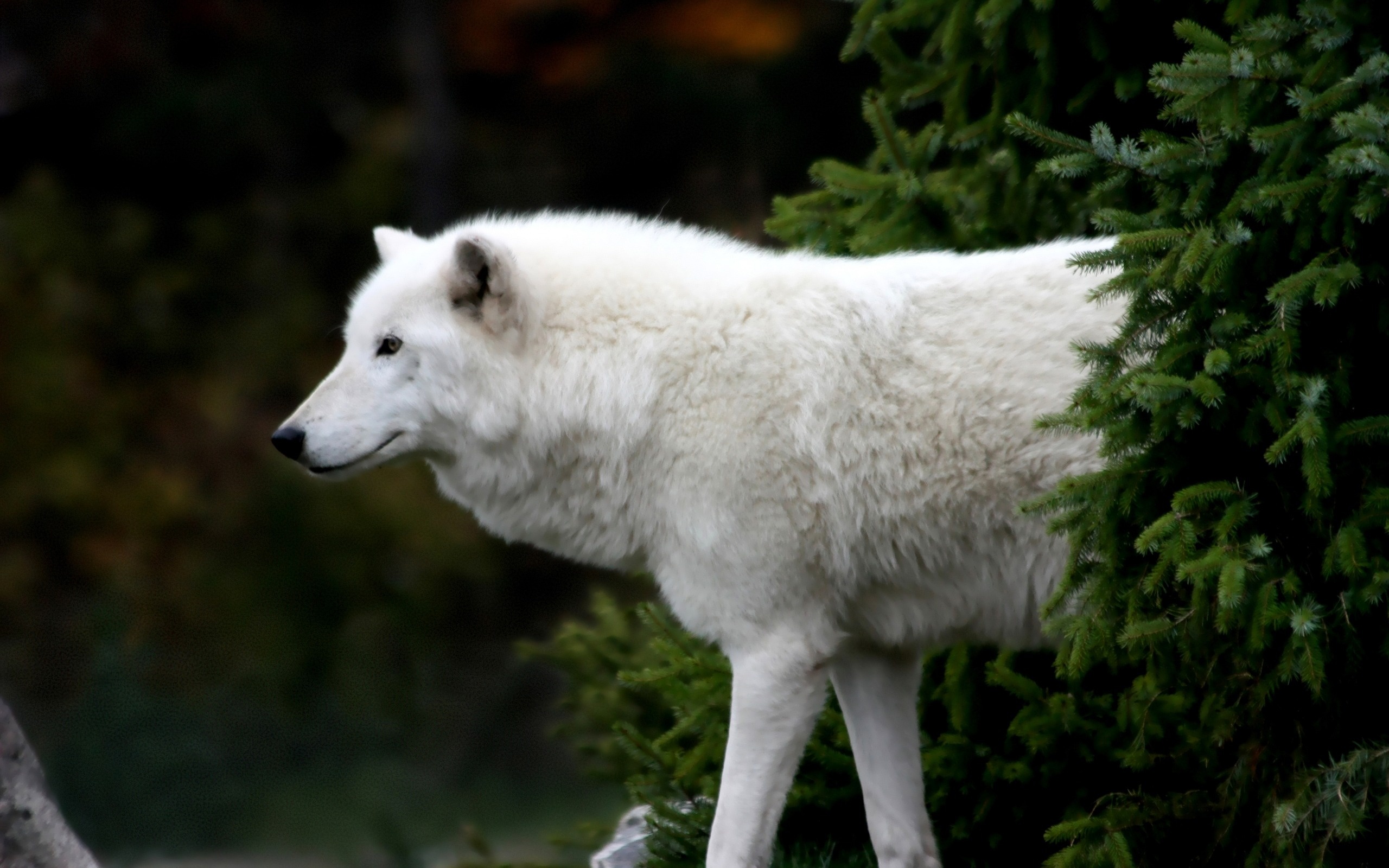 Arctic wolf in its natural habitat.