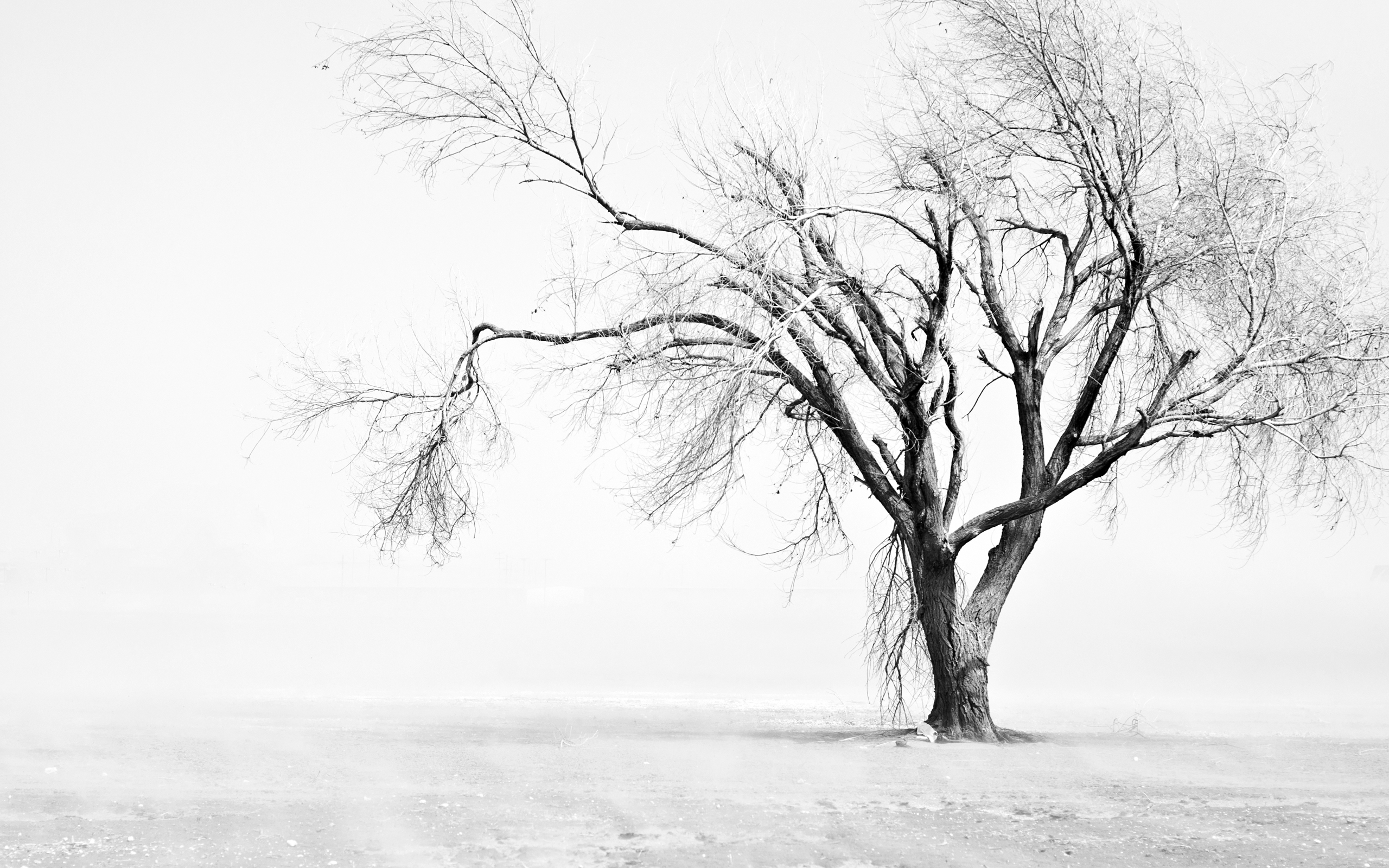 Deserted winter nature scene with a lone tree surrounded by a dusty field in Texas.