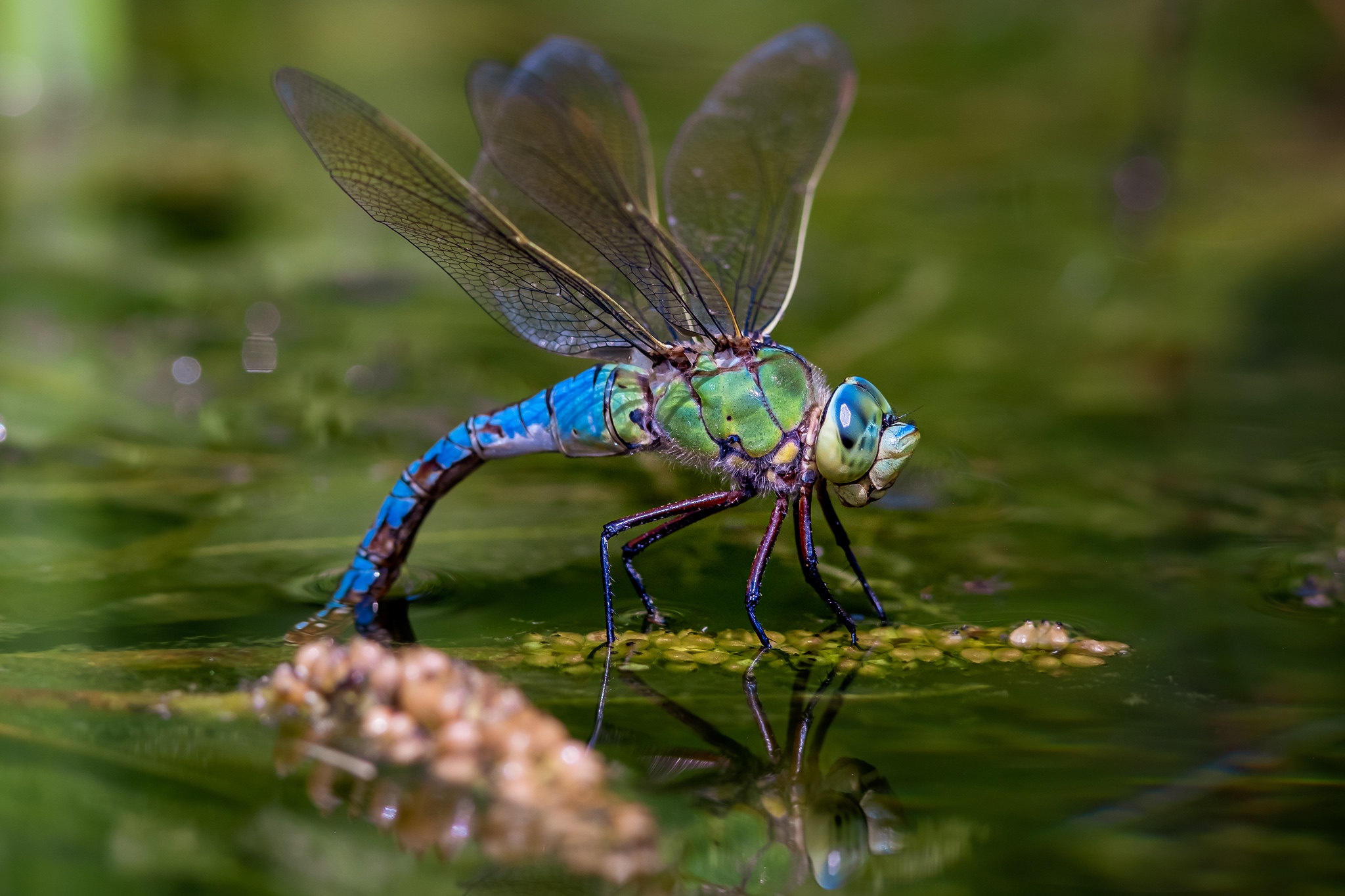 Download Insect Reflection Macro Water Animal Dragonfly HD Wallpaper