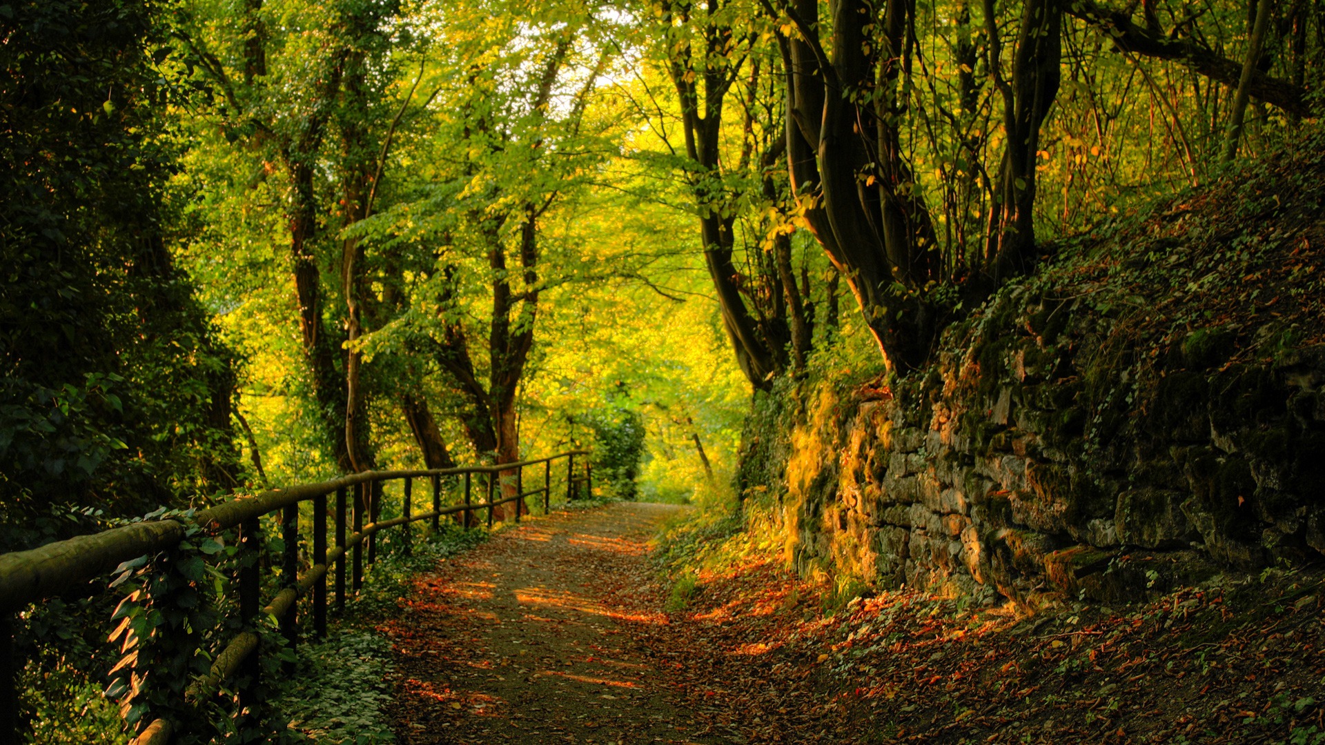 Nature's beauty captured in a tree-lined path - a scenic desktop wallpaper.