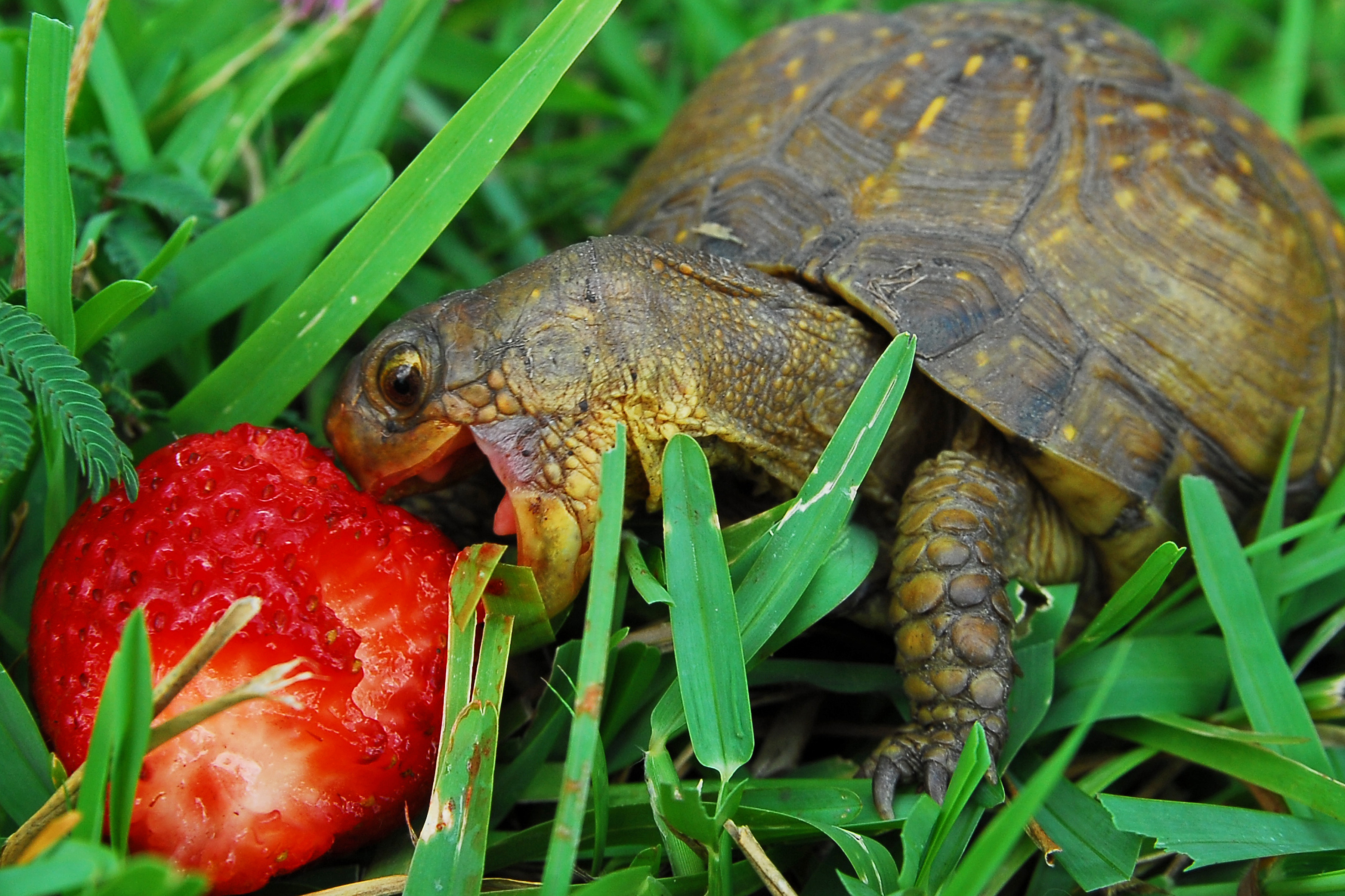 Animal Turtle HD Wallpaper | Background Image