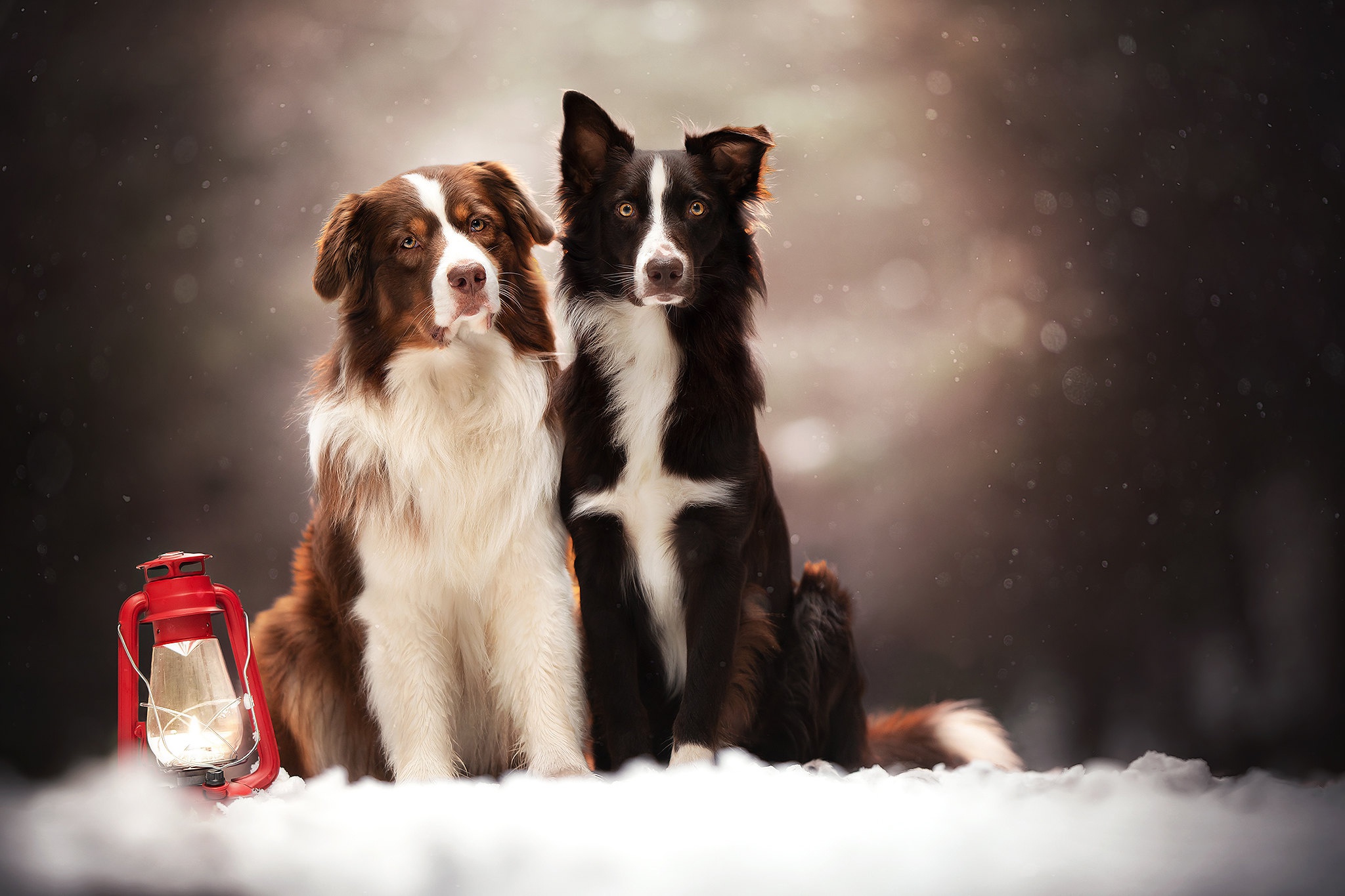 Download Lantern Snow Dog Animal Border Collie HD Wallpaper