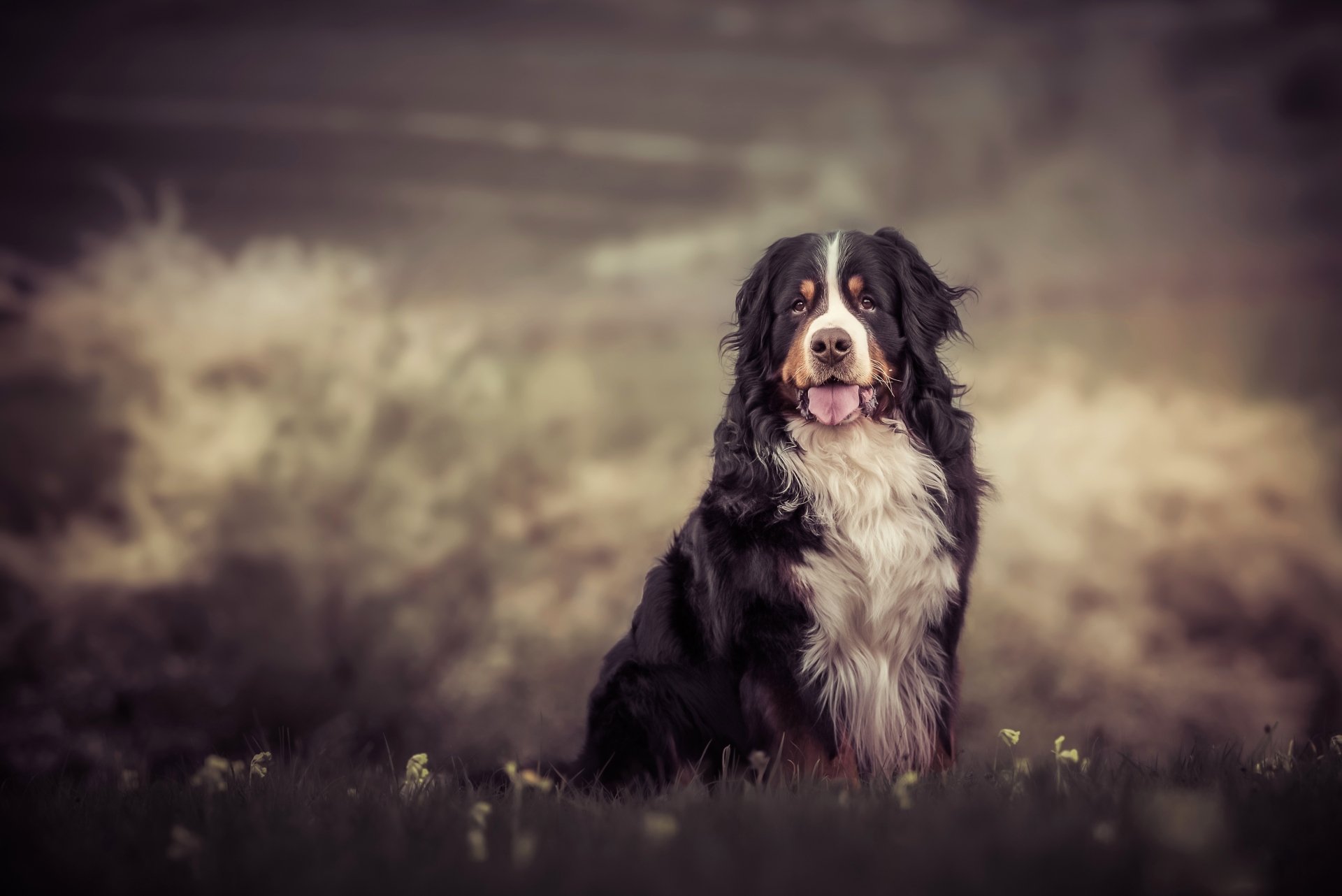 Download Depth Of Field Dog Animal Bernese Mountain Dog 4k Ultra HD Wallpaper