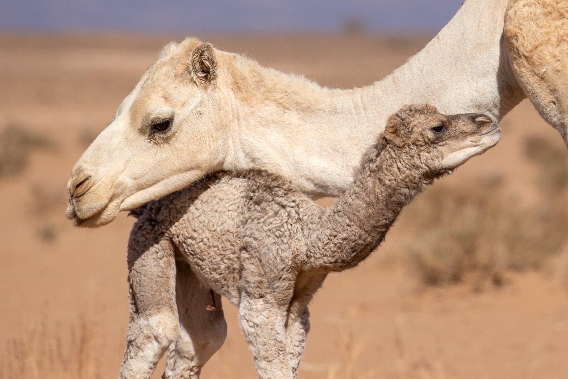 Download Animal Camel HD Wallpaper