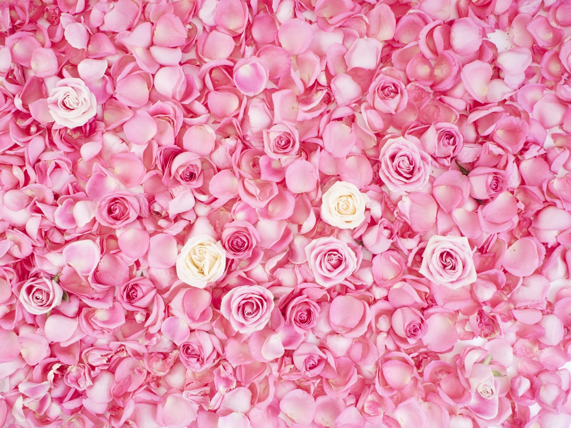 Download Flower Pink Flower Petal Nature Rose 4k Ultra HD Wallpaper ...