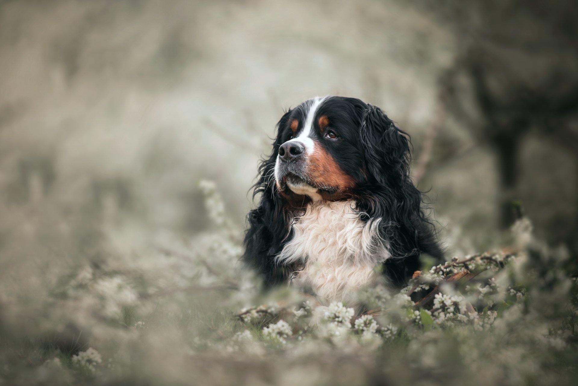 Download Dog Flower Animal Bernese Mountain Dog 4k Ultra HD Wallpaper