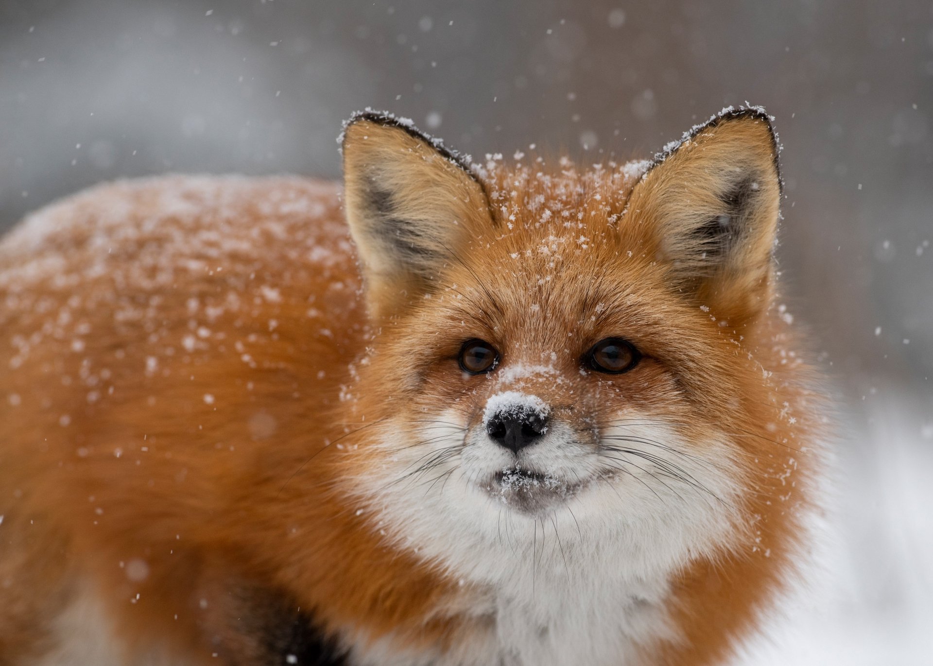 Download Close-up Snow Winter Animal Fox 4k Ultra HD Wallpaper