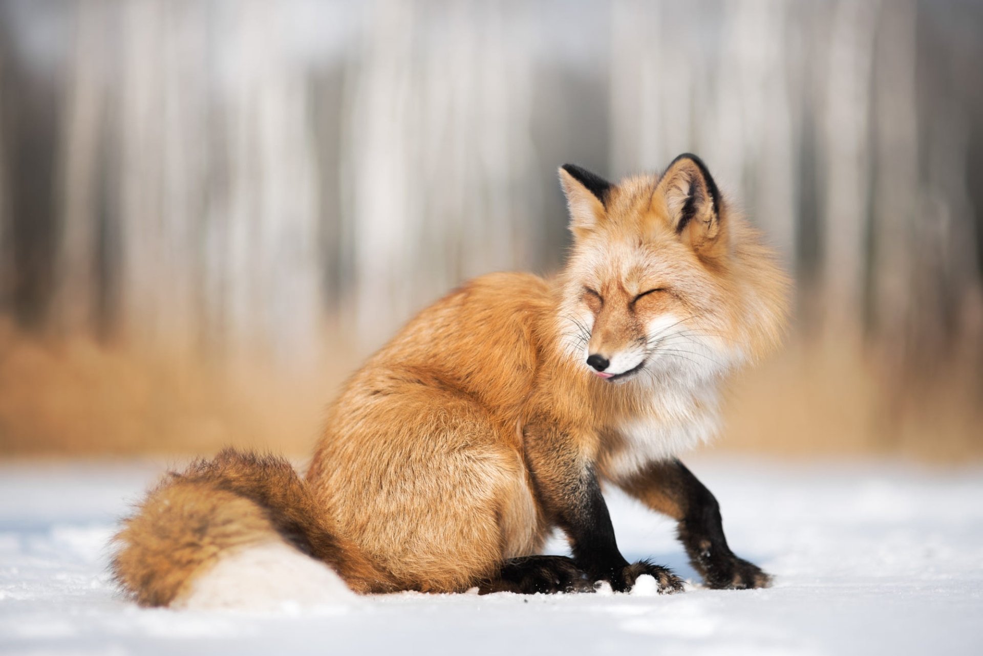 Download Depth Of Field Snow Winter Animal Fox Winter Animals HD Wallpaper by Iza Łysoń