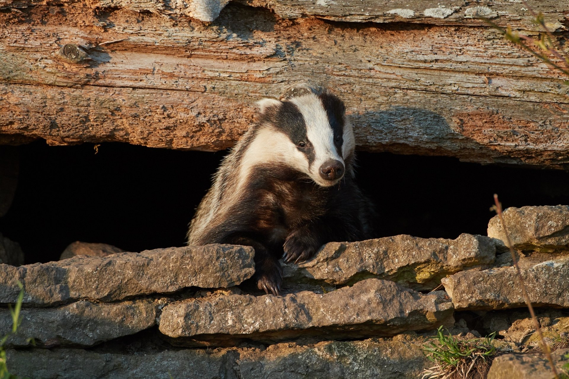 Download Animal Badger HD Wallpaper
