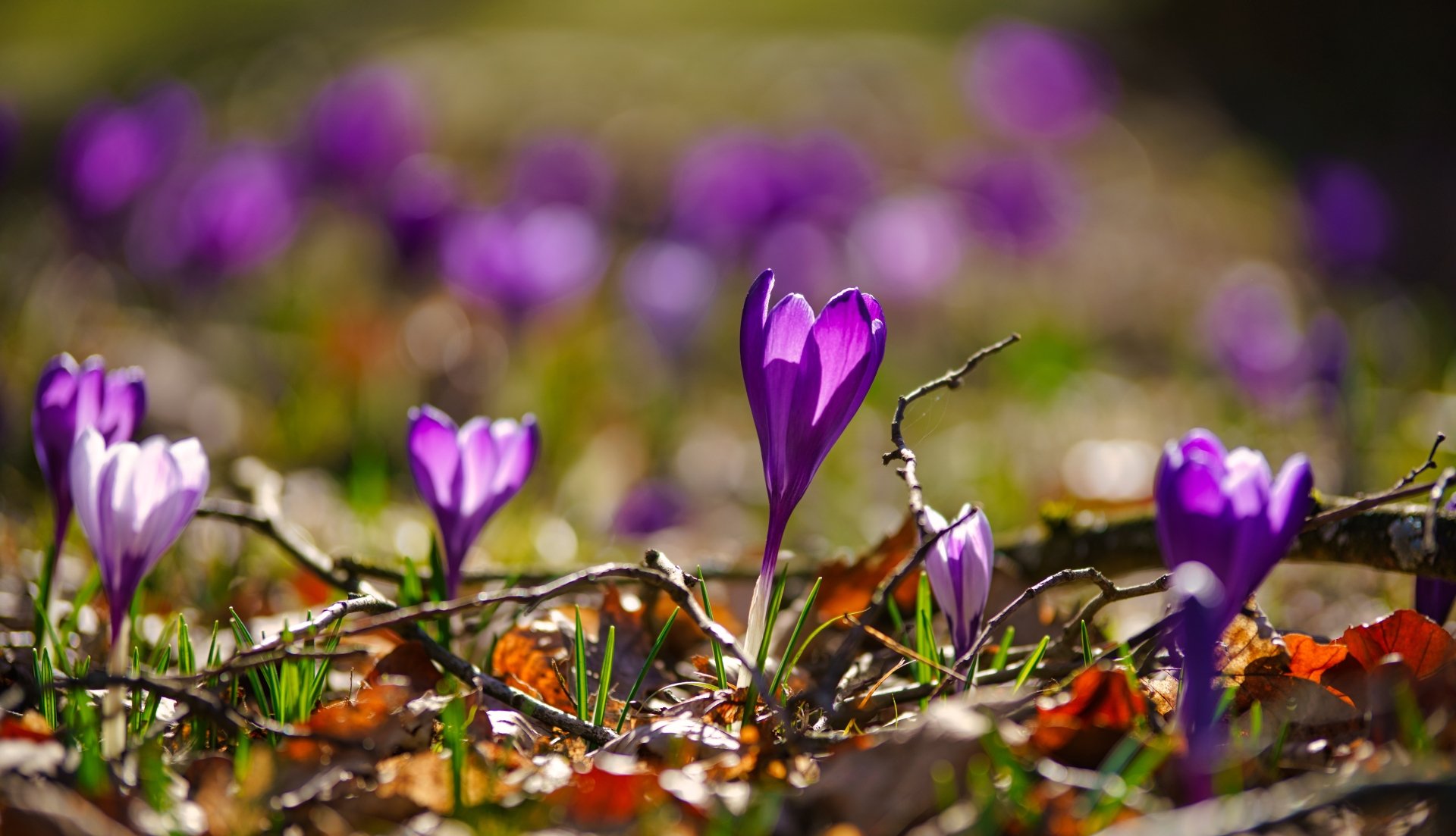 Download Depth Of Field Spring Close-up Purple Flower Flower Nature