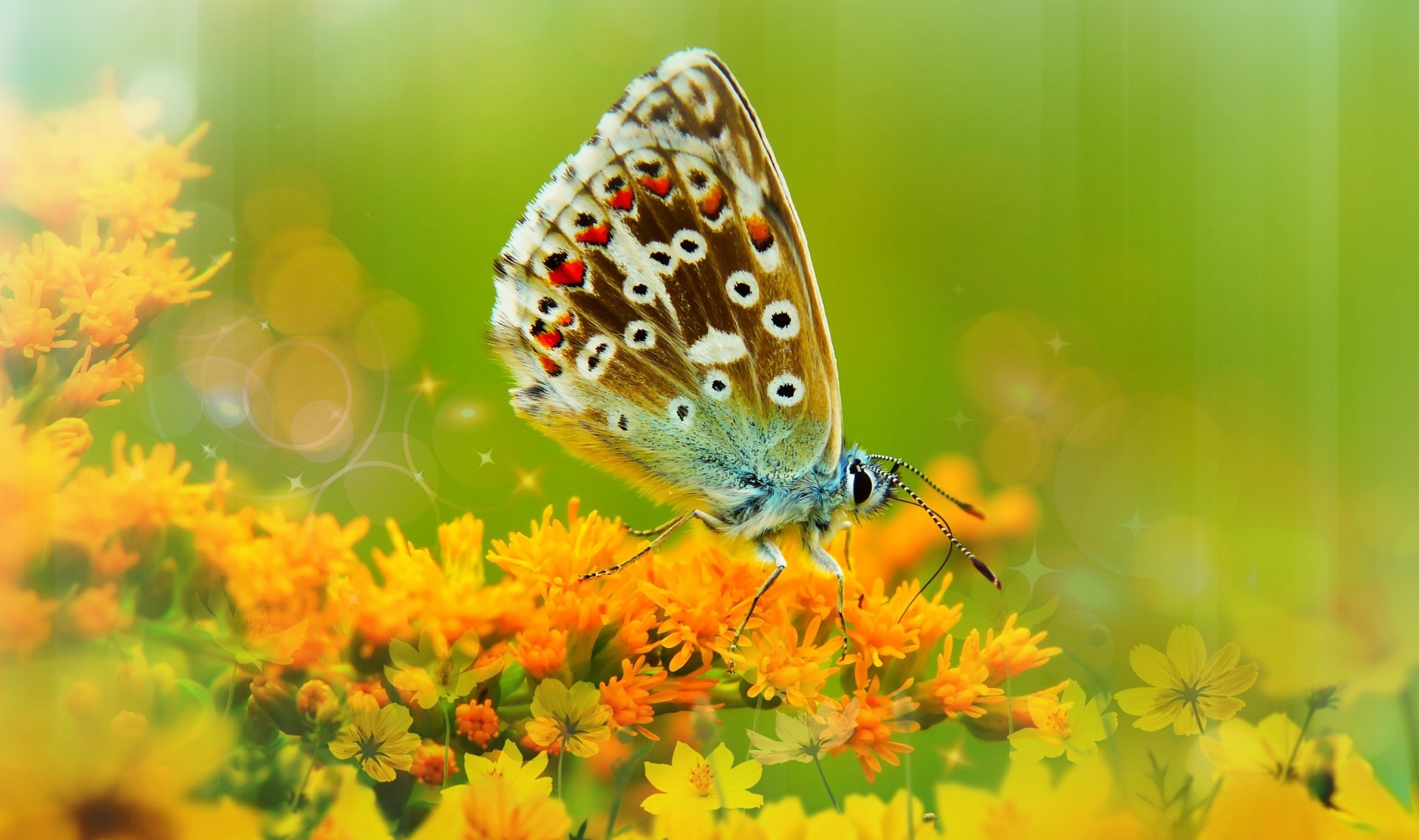 Macro shot of a butterfly (animal, insect) perched on orange flowers with green bokeh — 2K Quad HD PC desktop wallpaper background.