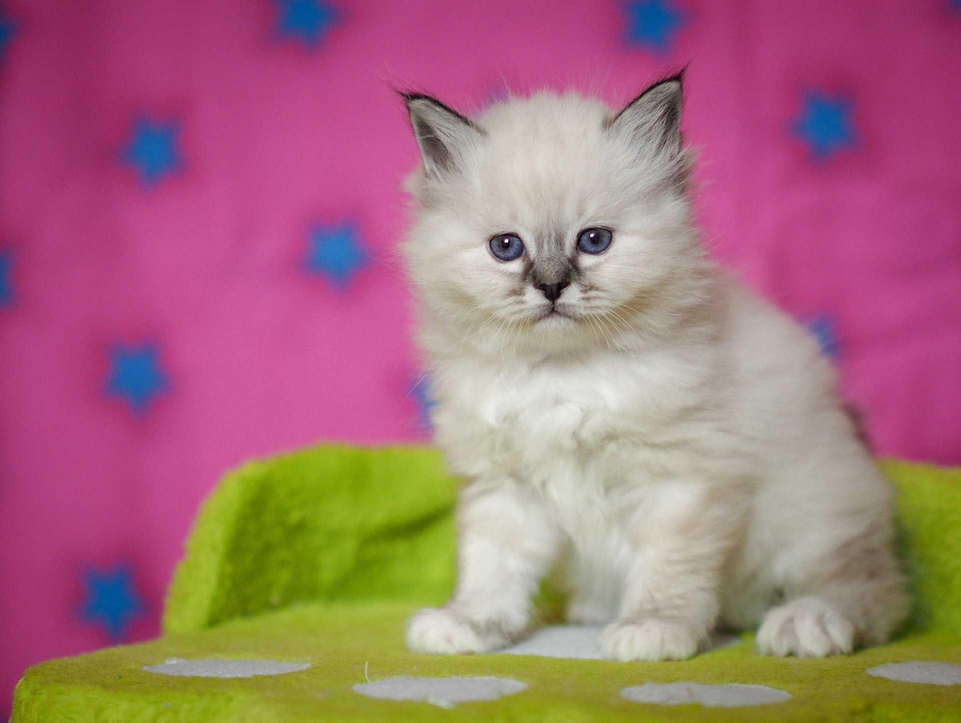 Download Kitten Baby Animal Animal Cat HD Wallpaper