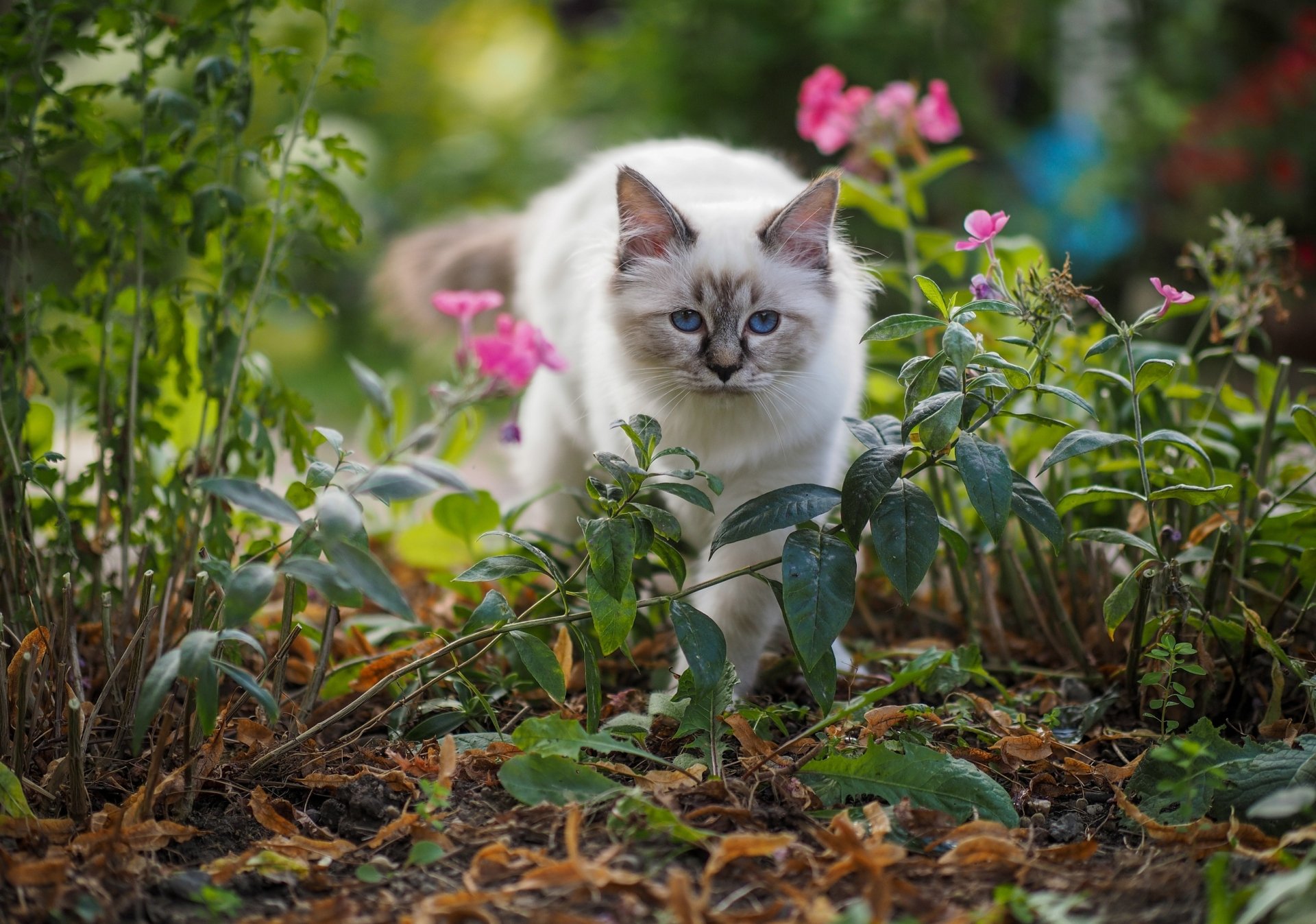 Котики в саду